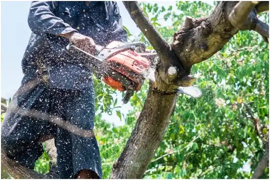 tree services Kenova